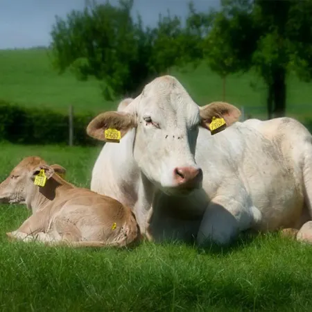 Apartment Recreatieboerderij Tergracht - Der Kostel *